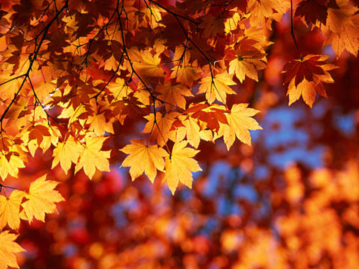 Fall