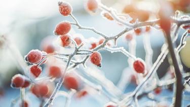 flowers in winter