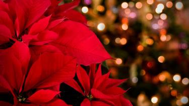 Christmas Flowers